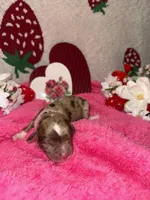 sweetheart , a male Miniature Aussiedoodle for sale in Austin, TX – Photo 1 of 2