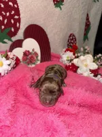 Hershey , a male Miniature Aussiedoodle for sale in Austin, TX – Photo 2 of 2