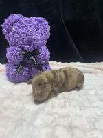 Hershey , a male Miniature Aussiedoodle for sale in Austin, TX – Photo 1 of 2