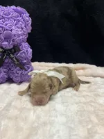 rose, a female Miniature Aussiedoodle for sale in Austin, TX – Photo 1 of 2