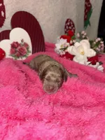 rose, a female Miniature Aussiedoodle for sale in Austin, TX – Photo 2 of 2