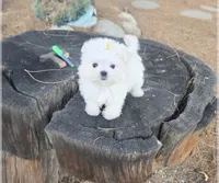 Pumpkin, a male Maltese for sale in Charlotte, NC – 2 of 3