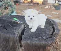 Pumpkin, a male Maltese for sale in Charlotte, NC – 3 of 3