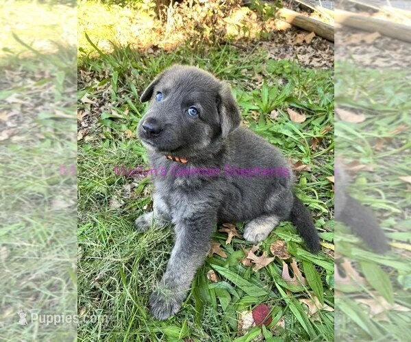 lucky – German Shepherd Dog puppy for sale in Charlotte, NC