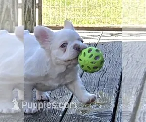 Teddy – French Bulldog puppy for sale in Charlotte, NC