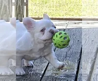 Teddy, a male French Bulldog for sale in Charlotte, NC – 1 of 3