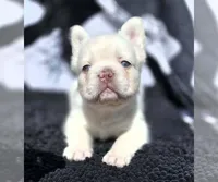 Teddy, a male French Bulldog for sale in Charlotte, NC – 3 of 3