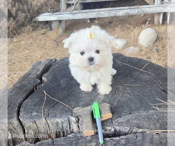 Pumpkin – Maltese puppy for sale in Charlotte, NC