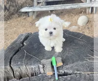 Pumpkin, a male Maltese for sale in Charlotte, NC – 1 of 3