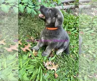 lucky, a male German Shepherd Dog for sale in Charlotte, NC – 2 of 3