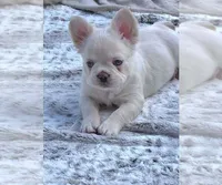 Teddy, a male French Bulldog for sale in Charlotte, NC – 2 of 3