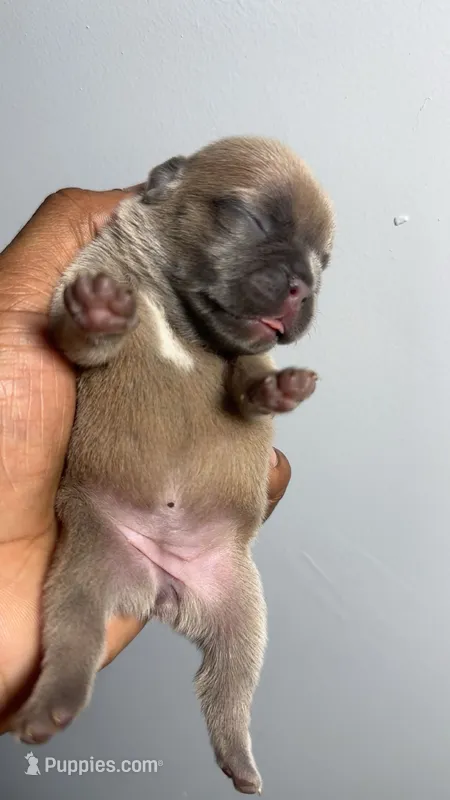 Mia – French Bulldog puppy for sale in Methuen, MA