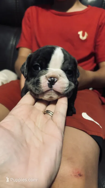 Rosie – English Bulldog, French Bulldog puppy for sale in Lorain, OH