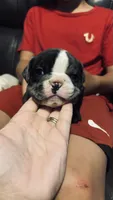Rosie, a female English Bulldog and French Bulldog for sale in Lorain, OH – 1 of 3