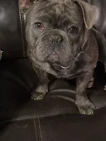 Rosie, a female English Bulldog and French Bulldog for sale in Lorain, OH – 3 of 3