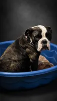 Rosie, a female English Bulldog and French Bulldog for sale in Lorain, OH – 2 of 3