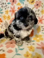 Max, a male Aussiedoodle for sale in Howe, OK – Photo 1 of 4