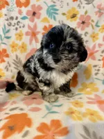 Max, a male Aussiedoodle for sale in Howe, OK – Photo 3 of 4