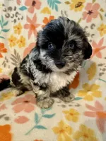 Max, a male Aussiedoodle for sale in Howe, OK – Photo 2 of 4