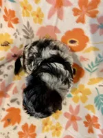 Max, a male Aussiedoodle for sale in Howe, OK – Photo 4 of 4