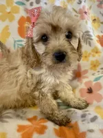 Rosie, a female Cavapoo for sale in Howe, OK – 5 of 6