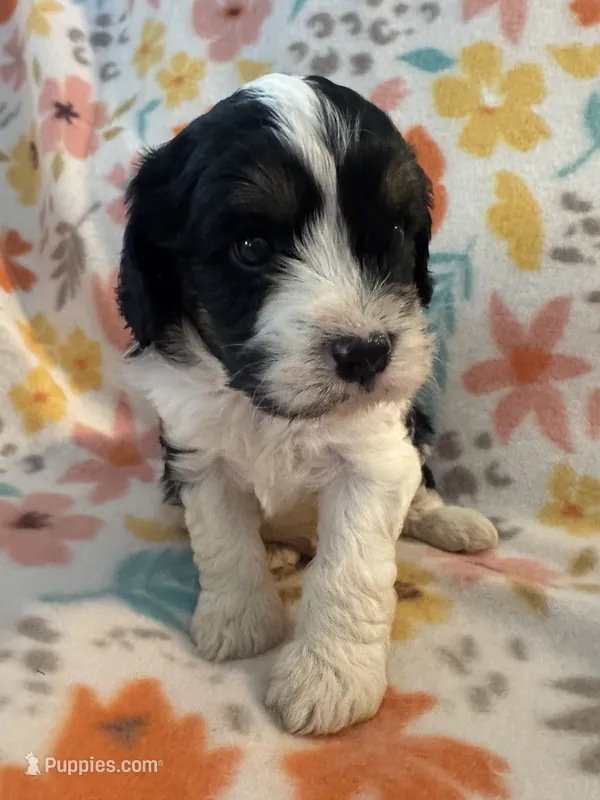 Jack  – Cavapoo puppy for sale in Howe, OK