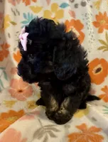 Roxie , a female Poodle - Miniature  for sale in Howe, OK – 3 of 4