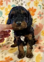 Maverick, a male Cavapoo for sale in Howe, OK – 2 of 4