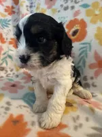 Jack , a male Cavapoo for sale in Howe, OK – 2 of 5