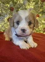 Oliver, a male Cavapoo for sale in Howe, OK – Photo 4 of 5