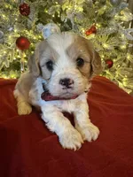 Oliver, a male Cavapoo for sale in Howe, OK – Photo 1 of 5