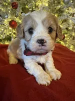 Oliver, a male Cavapoo for sale in Howe, OK – Photo 2 of 5