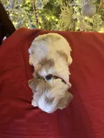 Oliver, a male Cavapoo for sale in Howe, OK – Photo 5 of 5