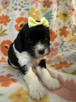 Peaches, a female Cavapoo for sale in Howe, OK – 2 of 4