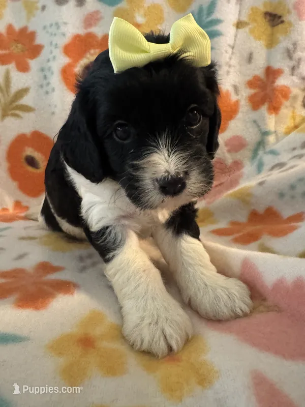Peaches – Cavapoo puppy for sale in Howe, OK