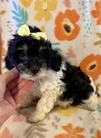 Piper, a female Poodle - Miniature  for sale in Howe, OK – 4 of 4
