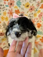 Maisie, a female Aussiedoodle for sale in Howe, OK – Photo 2 of 6