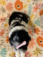 Maisie, a female Aussiedoodle for sale in Howe, OK – Photo 6 of 6