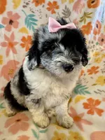 Maisie, a female Aussiedoodle for sale in Howe, OK – Photo 4 of 6