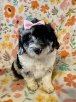 Maisie, a female Aussiedoodle for sale in Howe, OK – Photo 3 of 6