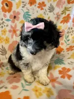 Maisie, a female Aussiedoodle for sale in Howe, OK – Photo 5 of 6