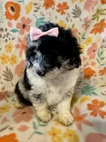 Maisie, a female Aussiedoodle for sale in Howe, OK – Photo 1 of 6