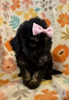 Roxie , a female Poodle - Miniature  for sale in Howe, OK – 2 of 4