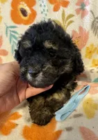 Rex, a male Poodle - Miniature  for sale in Howe, OK – 3 of 4