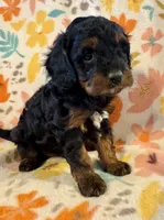 Maverick, a male Cavapoo for sale in Howe, OK – 3 of 4