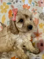 Rosie, a female Cavapoo for sale in Howe, OK – 4 of 6