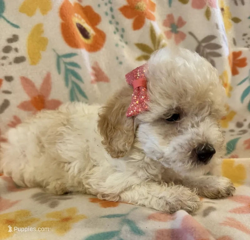 Maisie – Poodle - Miniature  puppy for sale in Howe, OK