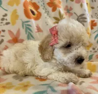 Maisie, a female Poodle - Miniature  for sale in Howe, OK – 1 of 4