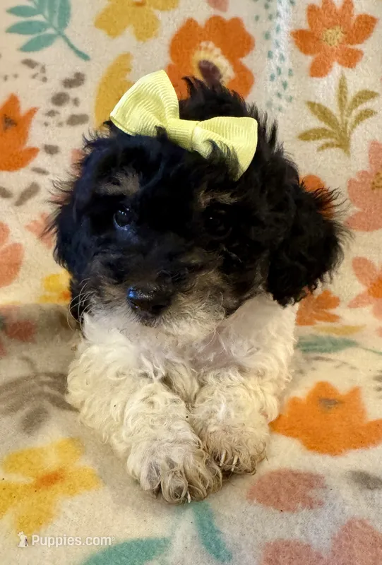 Piper – Poodle - Miniature  puppy for sale in Howe, OK