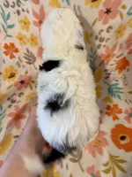 Spud, a male Aussiedoodle for sale in Howe, OK – Photo 3 of 3